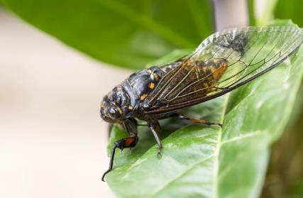 寒蝉鸣是指哪个节气