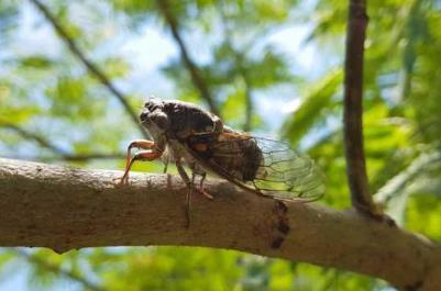 梦还未完,大寒尚有蝉啥意思
