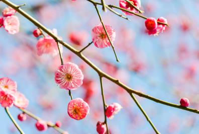 梅花有什么特点（梅花的特点）