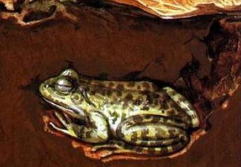 冬眠的动物有哪些?