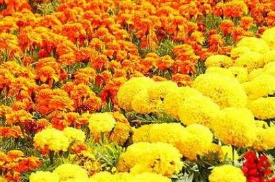 花团锦簇的意思 用花团锦簇造句