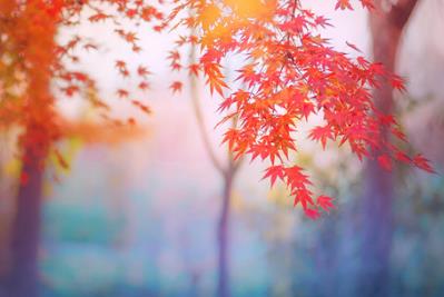 霜叶红于二月花是什么季节