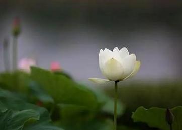 清者自清是什么意思