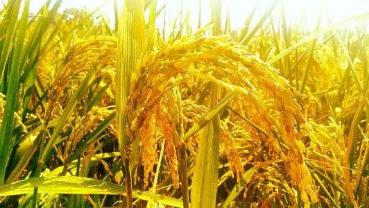 稻草人全文免费阅读文章，课外阅读故事