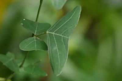 petiole_词语“petiole”是什么意思