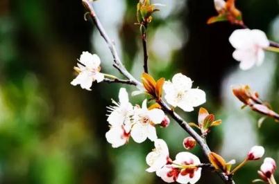 婉约诗是什么意思?婉约诗词简介