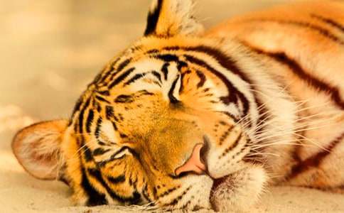 没牙的老虎儿童故事