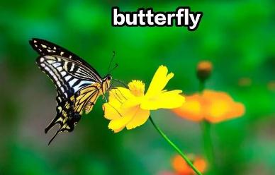 蝴蝶的英文是什么（蝴蝶英语怎么说）
